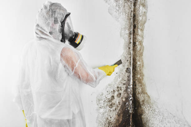 Best Professional Mold Removal  in Dickinson, TX