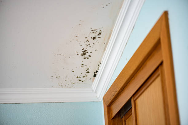 Best Mold Damage Repair  in Dickinson, TX