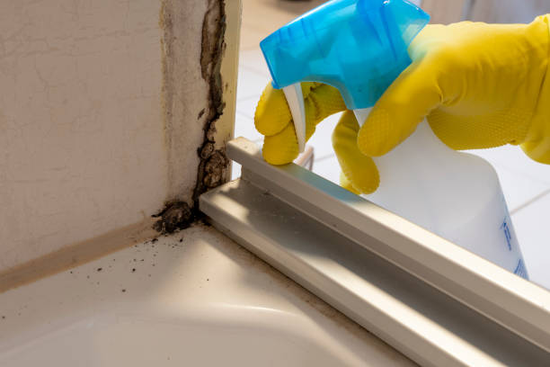 Best Professional Mold Removal  in Dickinson, TX