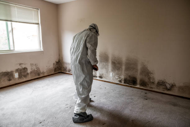 Best Local Mold Removal Service  in Dickinson, TX