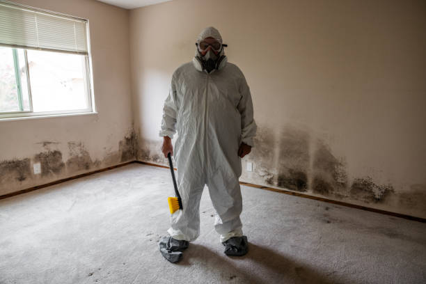 Best Black Mold Removal  in Dickinson, TX