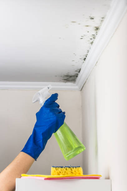 Best Fast Mold Removal  in Dickinson, TX